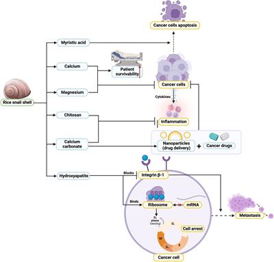 Rice field snail shell anticancer properties: An exploration opinion